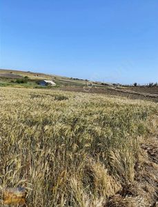 Arsa-Tarla