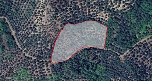 Arsa-Zeytinlik