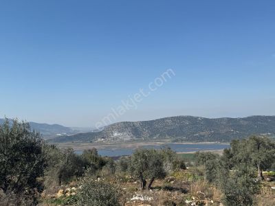 Arsa-Zeytinlik