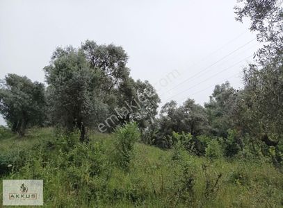 Arsa-Zeytinlik