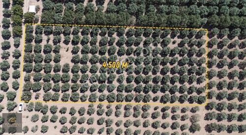 Arsa-Zeytinlik
