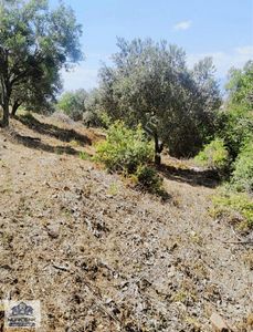 Arsa-Zeytinlik
