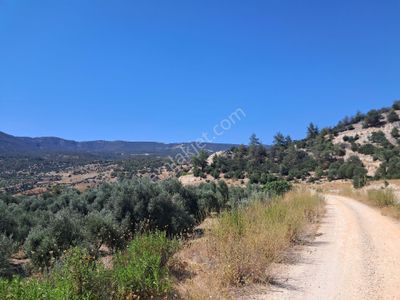 Arsa-Zeytinlik