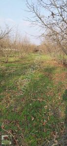 Arsa-Bağ & Bahçe