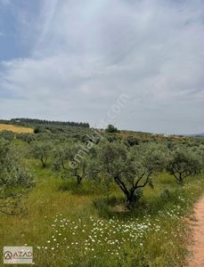 Arsa-Tarla