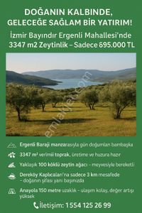 Arsa-Zeytinlik