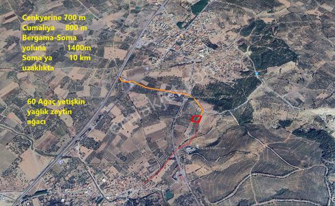 Arsa-Zeytinlik