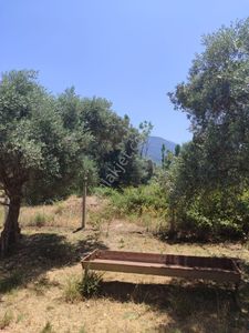 Arsa-Zeytinlik