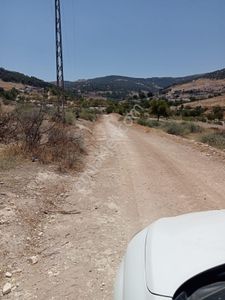 Arsa-Zeytinlik