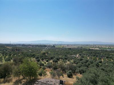 Arsa-Zeytinlik