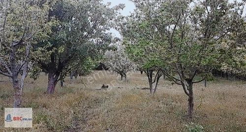 Arsa-Tarla