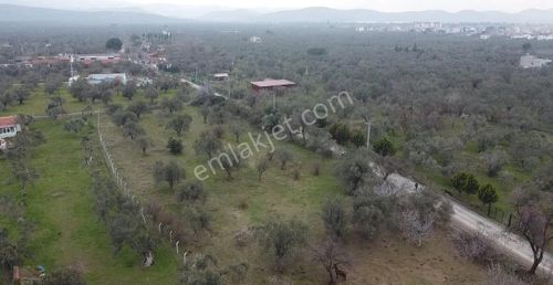 Arsa-Zeytinlik
