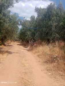 Arsa-Zeytinlik