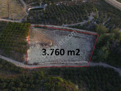 Arsa-Zeytinlik