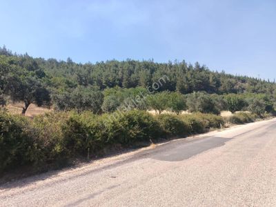 Arsa-Bağ & Bahçe