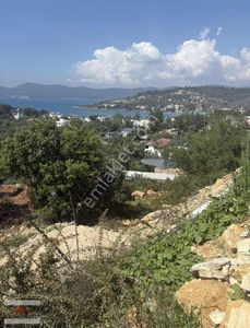 Arsa-Zeytinlik