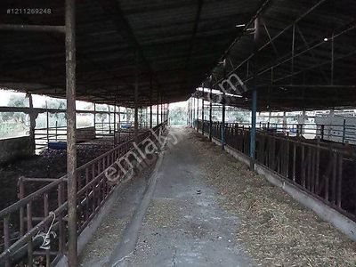 İşyeri-Çiftlik