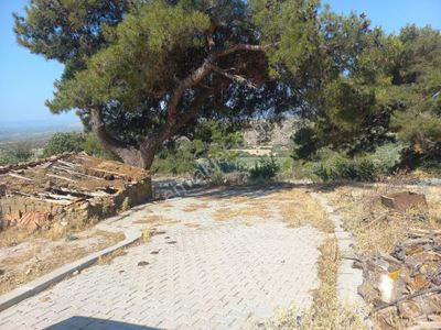 Arsa-Bağ & Bahçe