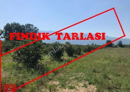 Arsa-Tarla