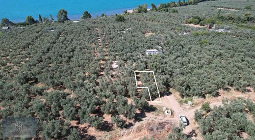 Arsa-Zeytinlik