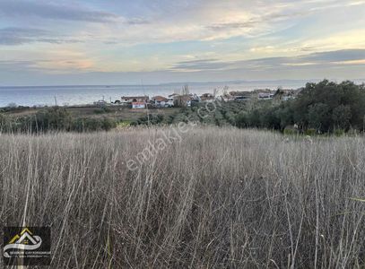 Arsa-Zeytinlik