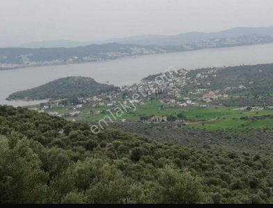 Arsa-Zeytinlik