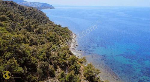 Arsa-Zeytinlik
