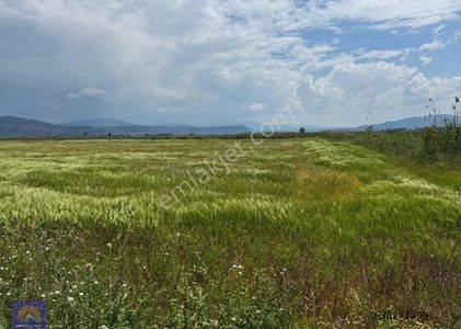 Arsa-Tarla