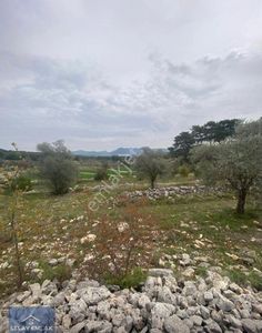 Arsa-Tarla