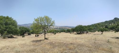 Arsa-Tarla