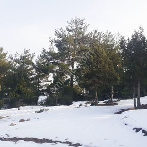 Arsa-Konut İmarlı
