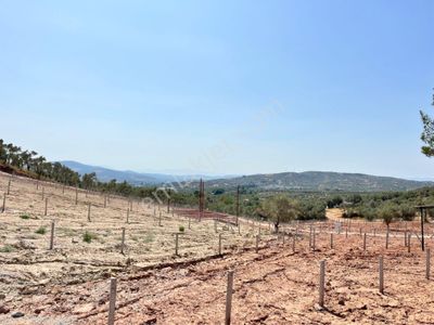 Arsa-Arazi