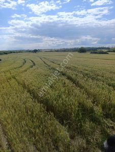 Arsa-Tarla