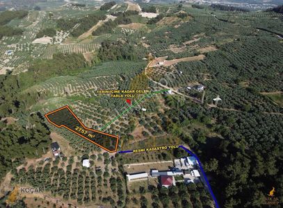 Arsa-Zeytinlik