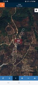 Arsa-Zeytinlik