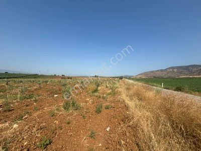 Arsa-Zeytinlik