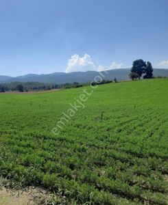 Arsa-Tarla