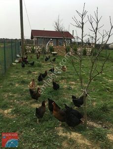 Konut-Müstakil Ev