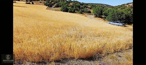 Arsa-Tarla