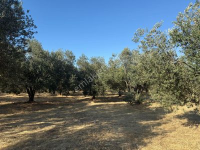 Arsa-Zeytinlik