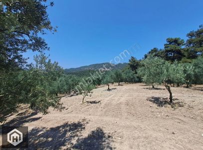 Arsa-Zeytinlik