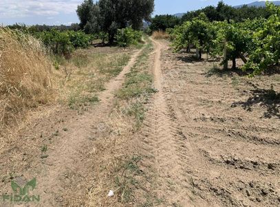Arsa-Bağ & Bahçe