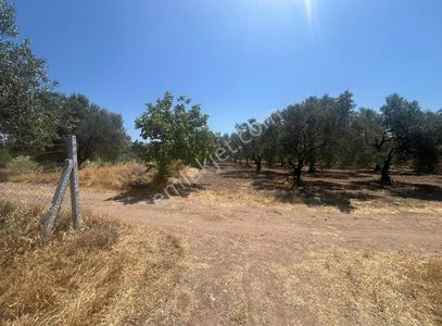 Arsa-Tarla