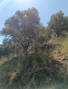 Arsa-Zeytinlik