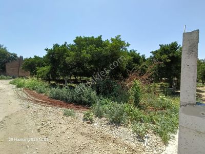 Arsa-Konut İmarlı