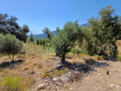 Arsa-Tarla