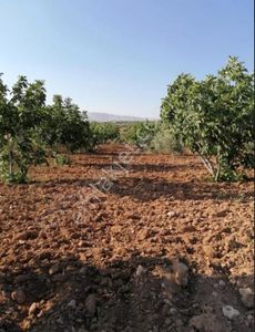 Arsa-Bağ & Bahçe