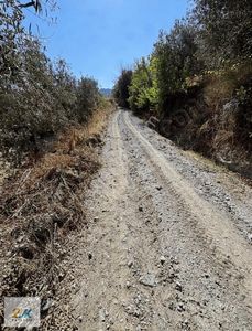 Arsa-Zeytinlik