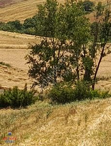 Arsa-Tarla