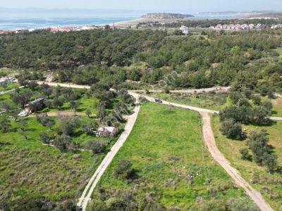 Arsa-Zeytinlik